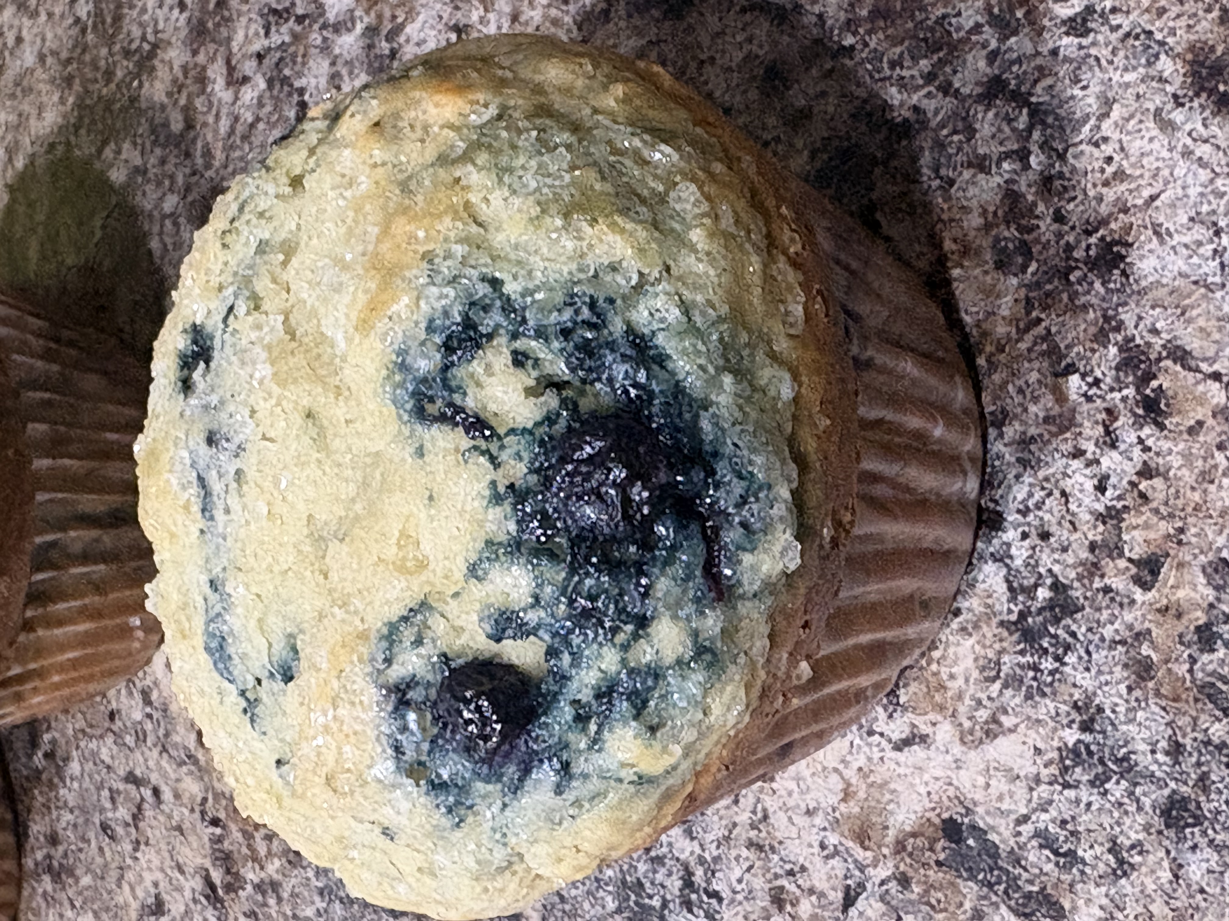 Blueberry Muffin